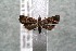  ( - 14-SRNP-4561)  @13 [ ] CreativeCommons  Attribution Non-Commercial Share-Alike (2017) Daniel H. Janzen Guanacaste Dry Forest Conservation Fund