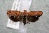  ( - 14-SRNP-46224)  @13 [ ] CreativeCommons  Attribution Non-Commercial Share-Alike (2017) Daniel H. Janzen Guanacaste Dry Forest Conservation Fund