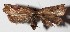  ( - 14-SRNP-4665)  @11 [ ] CreativeCommons  Attribution Non-Commercial Share-Alike (2017) Daniel H. Janzen Guanacaste Dry Forest Conservation Fund