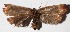 ( - 14-SRNP-4665)  @11 [ ] CreativeCommons  Attribution Non-Commercial Share-Alike (2017) Daniel H. Janzen Guanacaste Dry Forest Conservation Fund