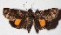  ( - 14-SRNP-47133)  @14 [ ] CreativeCommons  Attribution Non-Commercial Share-Alike (2017) Daniel H. Janzen Guanacaste Dry Forest Conservation Fund