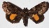 ( - 14-SRNP-47134)  @14 [ ] CreativeCommons  Attribution Non-Commercial Share-Alike (2017) Daniel H. Janzen Guanacaste Dry Forest Conservation Fund