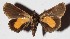  ( - 14-SRNP-47134)  @14 [ ] CreativeCommons  Attribution Non-Commercial Share-Alike (2017) Daniel H. Janzen Guanacaste Dry Forest Conservation Fund