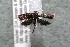  ( - 14-SRNP-4744)  @13 [ ] CreativeCommons  Attribution Non-Commercial Share-Alike (2017) Daniel H. Janzen Guanacaste Dry Forest Conservation Fund