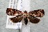  ( - 14-SRNP-47905)  @14 [ ] CreativeCommons  Attribution Non-Commercial Share-Alike (2017) Daniel H. Janzen Guanacaste Dry Forest Conservation Fund