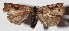  ( - 14-SRNP-4815)  @11 [ ] CreativeCommons  Attribution Non-Commercial Share-Alike (2017) Daniel H. Janzen Guanacaste Dry Forest Conservation Fund