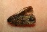  ( - 14-SRNP-4964)  @11 [ ] CreativeCommons  Attribution Non-Commercial Share-Alike (2017) Daniel H. Janzen Guanacaste Dry Forest Conservation Fund