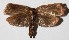  ( - 14-SRNP-5359)  @11 [ ] CreativeCommons  Attribution Non-Commercial Share-Alike (2017) Daniel H. Janzen Guanacaste Dry Forest Conservation Fund