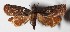  ( - 14-SRNP-5369)  @14 [ ] CreativeCommons  Attribution Non-Commercial Share-Alike (2017) Daniel H. Janzen Guanacaste Dry Forest Conservation Fund