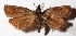  ( - 14-SRNP-5369)  @14 [ ] CreativeCommons  Attribution Non-Commercial Share-Alike (2017) Daniel H. Janzen Guanacaste Dry Forest Conservation Fund