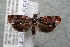  (Episimus Brown17 - 14-SRNP-5558)  @14 [ ] CreativeCommons  Attribution Non-Commercial Share-Alike (2017) Daniel H. Janzen Guanacaste Dry Forest Conservation Fund