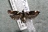  ( - 14-SRNP-55626)  @13 [ ] CreativeCommons  Attribution Non-Commercial Share-Alike (2017) Daniel H. Janzen Guanacaste Dry Forest Conservation Fund