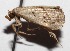  ( - 14-SRNP-56136)  @12 [ ] CreativeCommons  Attribution Non-Commercial Share-Alike (2017) Daniel H. Janzen Guanacaste Dry Forest Conservation Fund