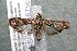  ( - 14-SRNP-56750)  @13 [ ] CreativeCommons  Attribution Non-Commercial Share-Alike (2017) Daniel H. Janzen Guanacaste Dry Forest Conservation Fund