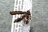  ( - 14-SRNP-57093)  @12 [ ] CreativeCommons  Attribution Non-Commercial Share-Alike (2017) Daniel H. Janzen Guanacaste Dry Forest Conservation Fund