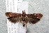  ( - 14-SRNP-57115)  @14 [ ] CreativeCommons  Attribution Non-Commercial Share-Alike (2017) Daniel H. Janzen Guanacaste Dry Forest Conservation Fund
