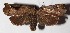  ( - 14-SRNP-616)  @11 [ ] CreativeCommons  Attribution Non-Commercial Share-Alike (2017) Daniel H. Janzen Guanacaste Dry Forest Conservation Fund