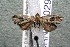  ( - 14-SRNP-70290)  @12 [ ] CreativeCommons  Attribution Non-Commercial Share-Alike (2017) Daniel H. Janzen Guanacaste Dry Forest Conservation Fund