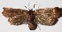 ( - 14-SRNP-7602)  @11 [ ] CreativeCommons  Attribution Non-Commercial Share-Alike (2017) Daniel H. Janzen Guanacaste Dry Forest Conservation Fund