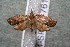  ( - 14-SRNP-76196)  @14 [ ] CreativeCommons  Attribution Non-Commercial Share-Alike (2017) Daniel H. Janzen Guanacaste Dry Forest Conservation Fund