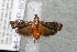  ( - 14-SRNP-80729)  @12 [ ] CreativeCommons  Attribution Non-Commercial Share-Alike (2017) Daniel H. Janzen Guanacaste Dry Forest Conservation Fund