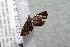 ( - 14-SRNP-81575)  @12 [ ] CreativeCommons  Attribution Non-Commercial Share-Alike (2017) Daniel H. Janzen Guanacaste Dry Forest Conservation Fund