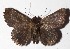  ( - 15-SRNP-1132)  @13 [ ] CreativeCommons  Attribution Non-Commercial Share-Alike (2017) Daniel H. Janzen Guanacaste Dry Forest Conservation Fund