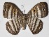 ( - 15-SRNP-119)  @14 [ ] CreativeCommons  Attribution Non-Commercial Share-Alike (2017) Daniel H. Janzen Guanacaste Dry Forest Conservation Fund