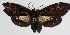  ( - 15-SRNP-1303)  @14 [ ] CreativeCommons  Attribution Non-Commercial Share-Alike (2017) Daniel H. Janzen Guanacaste Dry Forest Conservation Fund