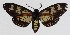  ( - 15-SRNP-1303)  @14 [ ] CreativeCommons  Attribution Non-Commercial Share-Alike (2017) Daniel H. Janzen Guanacaste Dry Forest Conservation Fund