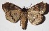  ( - 15-SRNP-1776)  @13 [ ] CreativeCommons  Attribution Non-Commercial Share-Alike (2017) Daniel H. Janzen Guanacaste Dry Forest Conservation Fund