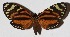  ( - 15-SRNP-21363)  @14 [ ] CreativeCommons  Attribution Non-Commercial Share-Alike (2017) Daniel H. Janzen Guanacaste Dry Forest Conservation Fund