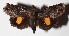  ( - 15-SRNP-21399)  @14 [ ] CreativeCommons  Attribution Non-Commercial Share-Alike (2017) Daniel H. Janzen Guanacaste Dry Forest Conservation Fund