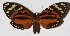 ( - 15-SRNP-21737)  @14 [ ] CreativeCommons  Attribution Non-Commercial Share-Alike (2017) Daniel H. Janzen Guanacaste Dry Forest Conservation Fund