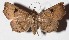  ( - 15-SRNP-21808)  @14 [ ] CreativeCommons  Attribution Non-Commercial Share-Alike (2017) Daniel H. Janzen Guanacaste Dry Forest Conservation Fund