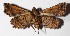  ( - 15-SRNP-26274)  @12 [ ] CreativeCommons  Attribution Non-Commercial Share-Alike (2017) Daniel H. Janzen Guanacaste Dry Forest Conservation Fund