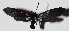  ( - 15-SRNP-26373)  @13 [ ] CreativeCommons  Attribution Non-Commercial Share-Alike (2017) Daniel H. Janzen Guanacaste Dry Forest Conservation Fund