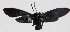  ( - 15-SRNP-26373)  @13 [ ] CreativeCommons  Attribution Non-Commercial Share-Alike (2017) Daniel H. Janzen Guanacaste Dry Forest Conservation Fund