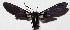  ( - 15-SRNP-26374)  @13 [ ] CreativeCommons  Attribution Non-Commercial Share-Alike (2017) Daniel H. Janzen Guanacaste Dry Forest Conservation Fund