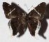  ( - 15-SRNP-26429)  @14 [ ] CreativeCommons  Attribution Non-Commercial Share-Alike (2017) Daniel H. Janzen Guanacaste Dry Forest Conservation Fund