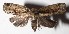  ( - 15-SRNP-26533)  @14 [ ] CreativeCommons  Attribution Non-Commercial Share-Alike (2017) Daniel H. Janzen Guanacaste Dry Forest Conservation Fund