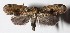 ( - 15-SRNP-26534)  @14 [ ] CreativeCommons  Attribution Non-Commercial Share-Alike (2017) Daniel H. Janzen Guanacaste Dry Forest Conservation Fund