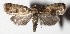  ( - 15-SRNP-26756)  @14 [ ] CreativeCommons  Attribution Non-Commercial Share-Alike (2017) Daniel H. Janzen Guanacaste Dry Forest Conservation Fund