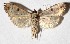  ( - 15-SRNP-26773)  @11 [ ] CreativeCommons  Attribution Non-Commercial Share-Alike (2017) Daniel H. Janzen Guanacaste Dry Forest Conservation Fund