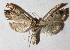  ( - 15-SRNP-26774)  @11 [ ] CreativeCommons  Attribution Non-Commercial Share-Alike (2017) Daniel H. Janzen Guanacaste Dry Forest Conservation Fund