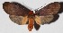  ( - 15-SRNP-27469)  @13 [ ] CreativeCommons  Attribution Non-Commercial Share-Alike (2017) Daniel H. Janzen Guanacaste Dry Forest Conservation Fund