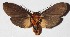  ( - 15-SRNP-27469)  @13 [ ] CreativeCommons  Attribution Non-Commercial Share-Alike (2017) Daniel H. Janzen Guanacaste Dry Forest Conservation Fund