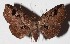  ( - 15-SRNP-31373)  @14 [ ] CreativeCommons  Attribution Non-Commercial Share-Alike (2017) Daniel H. Janzen Guanacaste Dry Forest Conservation Fund