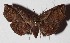  ( - 15-SRNP-31374)  @14 [ ] CreativeCommons  Attribution Non-Commercial Share-Alike (2017) Daniel H. Janzen Guanacaste Dry Forest Conservation Fund