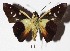  ( - 15-SRNP-32527)  @14 [ ] CreativeCommons  Attribution Non-Commercial Share-Alike (2017) Daniel H. Janzen Guanacaste Dry Forest Conservation Fund